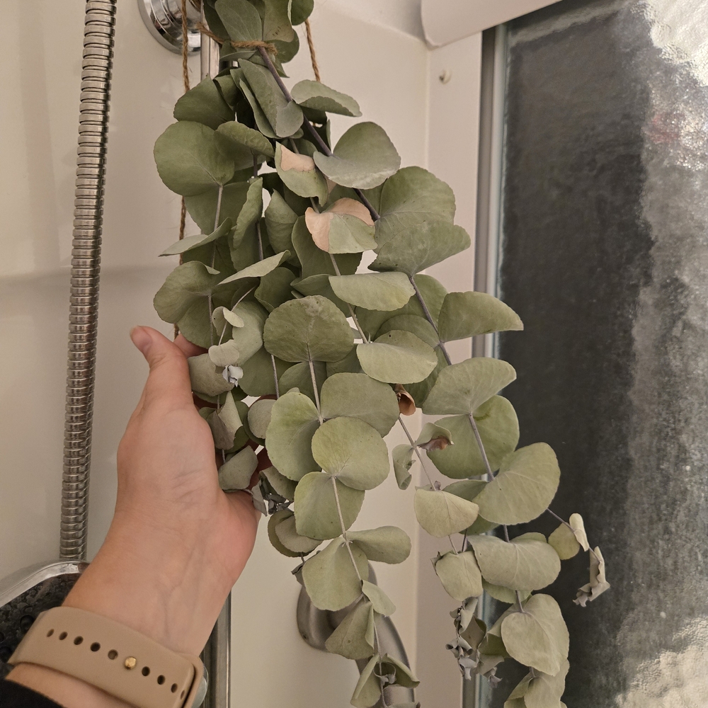 Eucalyptus Shower Bundle - Green